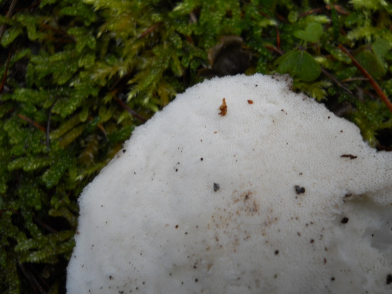 Postia tephroleuca?